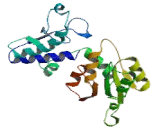 Fucosyltransferase 2 (FUT2)