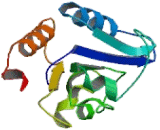 Fucosyltransferase 3 (FUT3)