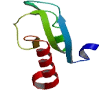 Fucosyltransferase 5 (FUT5)