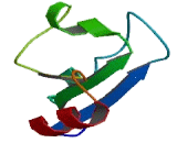 Fucosyltransferase 7 (FUT7)