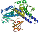 Fucosyltransferase 8 (FUT8)