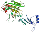 Fucosyltransferase 9 (FUT9)