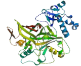 Fumarylacetoacetate Hydrolase (FAH)