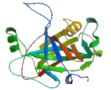 Fumarylacetoacetate Hydrolase Domain Containing Protein 1 (FAHD1)