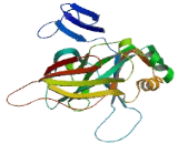 Fumarylacetoacetate Hydrolase Domain Containing Protein 2A (FAHD2A)