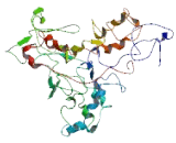 Furry Homolog Like Protein (FRYL)