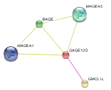 G Antigen 6 (GAGE6)