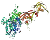 G-Elongation Factor, Mitochondrial 1 (GFM1)