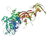 G-Elongation Factor, Mitochondrial 2 (GFM2)