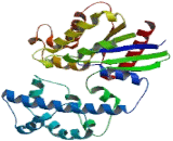 G Protein Alpha 12 (GNa12)