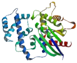 G Protein Alpha Transducing Activity Polypeptide 1 (GNaT1)