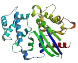 G Protein Alpha Transducing Activity Polypeptide 2 (GNaT2)