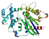 G Protein Alpha Transducing Activity Polypeptide 3 (GNaT3)