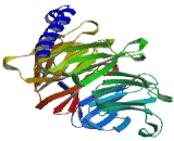 G Protein Beta 5 (GNb5)