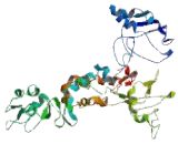 G Protein Coupled Receptor 56 (GPR56)