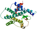 G Protein Coupled Receptor 62 (GPR62)