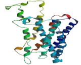 G Protein Coupled Receptor 78 (GPR78)