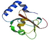 GABA-A Receptor Associated Protein (GABARAP)