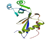 Stromal Antigen 3 Opposite Strand Protein (STAG3OS)