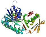 GDP Mannose-4,6-Dehydratase (GMDS)