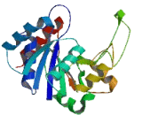 GDP Mannose Pyrophosphorylase B (GMPPB)