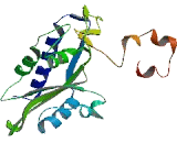 GLI Pathogenesis Related 1 Like Protein 2 (GLIPR1L2)