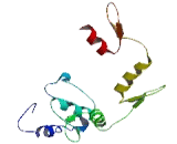 GLIS Family Zinc Finger Protein 1 (GLIS1)