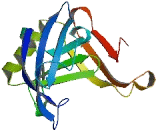 GRB2 Associated Binding Protein 4 (GAB4)