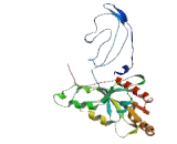 GTP Binding Protein 4 (GTPBP4)