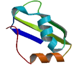 GTPase Activating Protein SH3 Domain Binding Protein 1 (G3BP1)