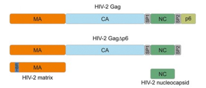 Gag polyprotein, HIV2 (Gag)