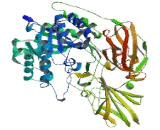 Galactosidase Beta 1 Like Protein 2 (GLb1L2)