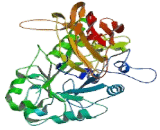 Galactosylceramidase (GALC)