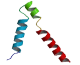 Gamma-Aminobutyric Acid A Receptor Gamma 2 (gABRg2)