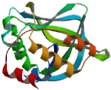 Gamma-Glutamylcyclotransferase (gGCT)