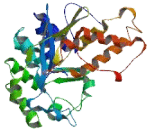 Gamma-Glutamyltransferase 3 (gGT3)