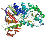 Gamma-Glutamyltransferase 4 (gGT4)