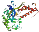 Gamma-Glutamyltransferase 7 (gGT7)