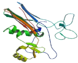 Gamma-Glutamyltransferase Light Chain 3 (gGTLC3)