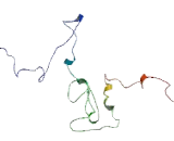 Gap Junction Protein Alpha 3 (GJa3)