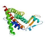 Gap Junction Protein Alpha 6 (GJa6)