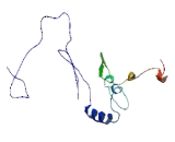 Gap Junction Protein Alpha 8 (GJa8)