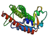 Gap Junction Protein Beta 6 (GJb6)