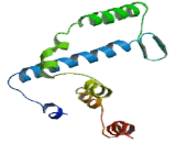 Gap Junction Protein Beta 7 (GJb7)