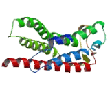 Gap Junction Protein Epsilon 1 (GJe1)