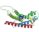 Gap Junction Protein Gamma 3 (GJC3)