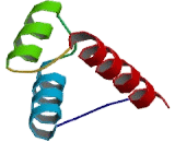 Gastrulation Brain Homeobox Protein 1 (GBX1)