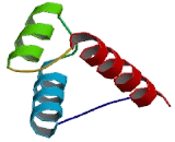 Gastrulation Brain Homeobox Protein 2 (GBX2)