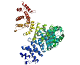 Gem Associated Protein 4 (GEMIN4)