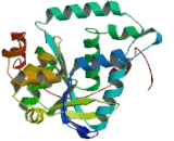 Gen Homolog 1, Endonuclease (GEN1)